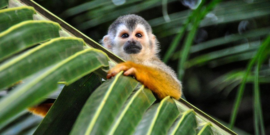 Monkey sitting on a branch looking at the camera