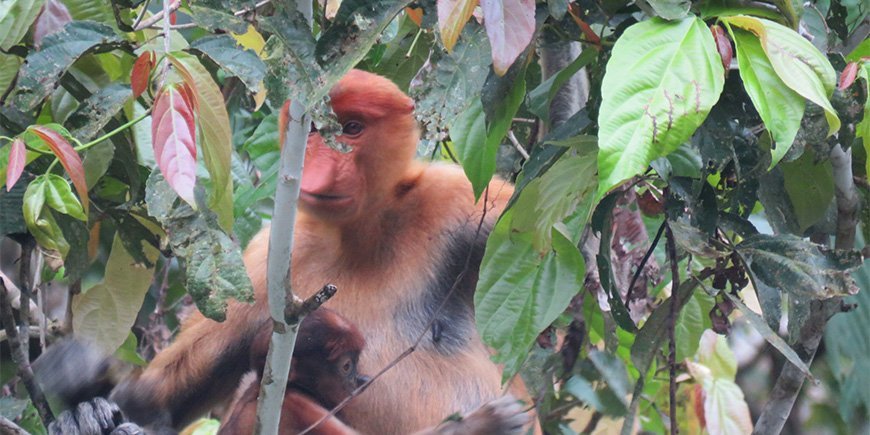 The four-toed proboscis monkey in the Borneo jungle