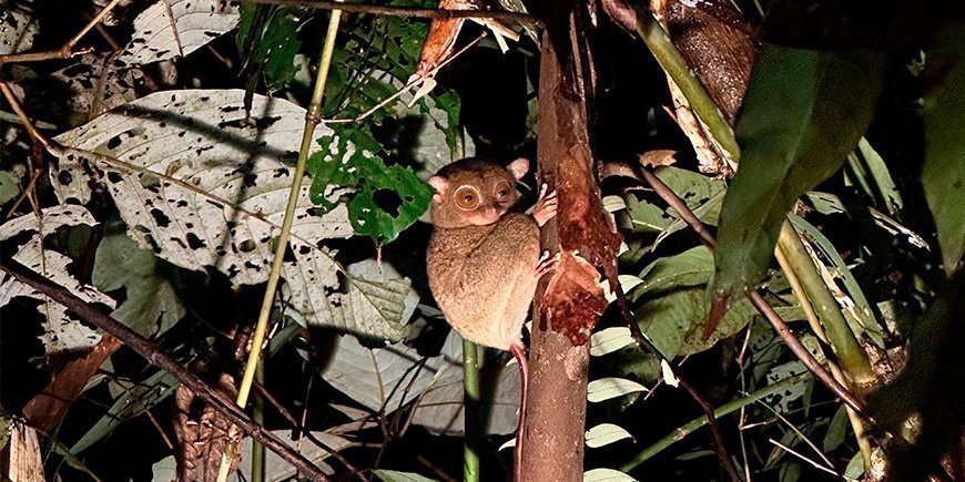 The ghost monkey looks at us from the forest