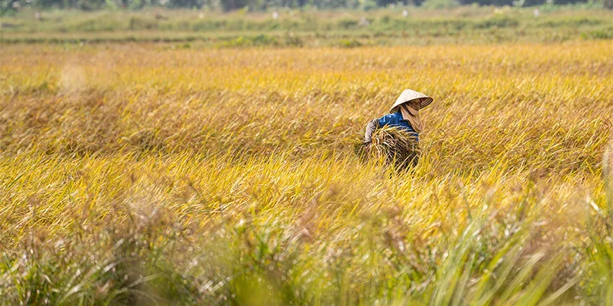 Woman in a field in Ninh Binh in northern Vietnam