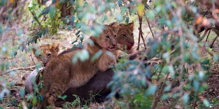 Lion cubs in the Masai Mara, Kenya