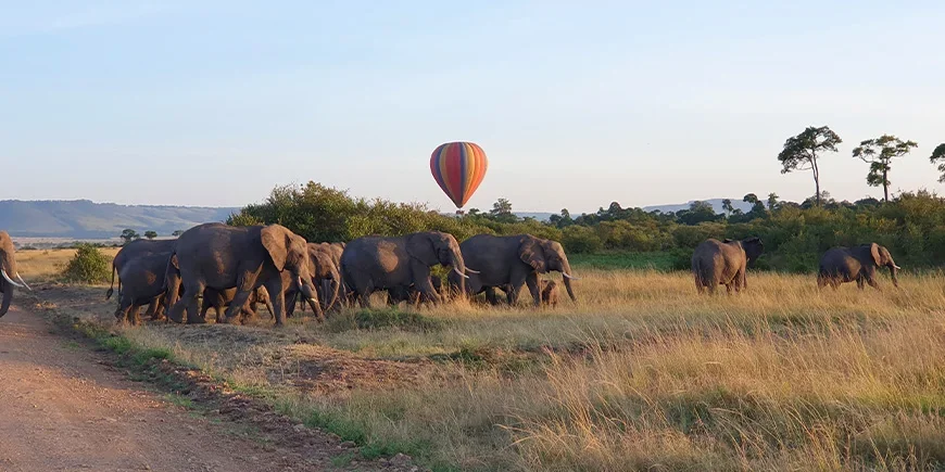 Herd of elephants in Masai Mara in March
