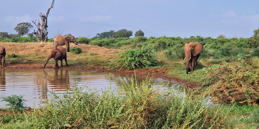 Elephants by the lake in Tsavo East in February