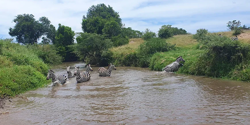 Zebras in a river in Masai Mara during the rainy season