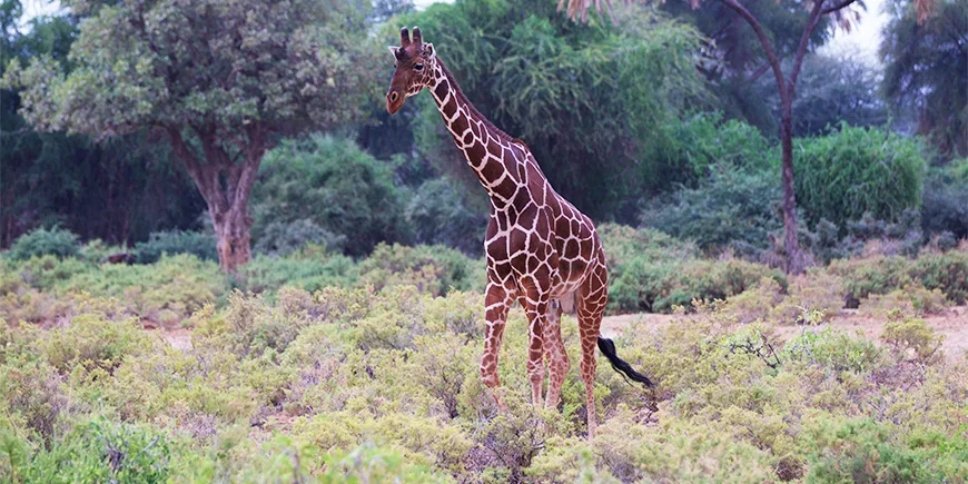 Giraffe in Samburu National Park during the summer months