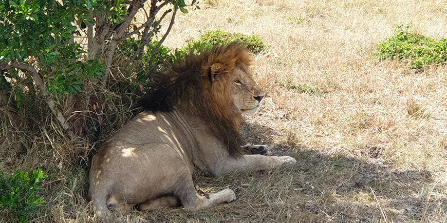 Lion in Masai Mara in September