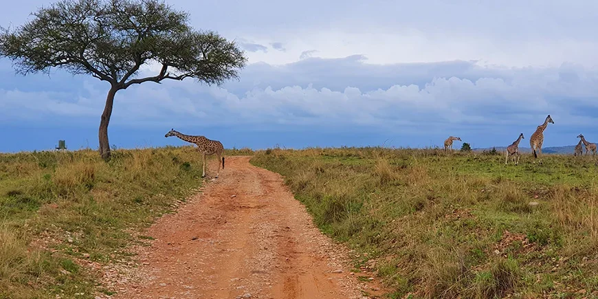 Giraffes on the savannah in the Masai Mara during November