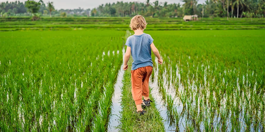 Boy walking through rice fields in Vietnam