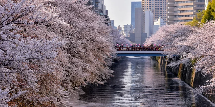 Cherry blossoms along the Meguro River in Tokyo