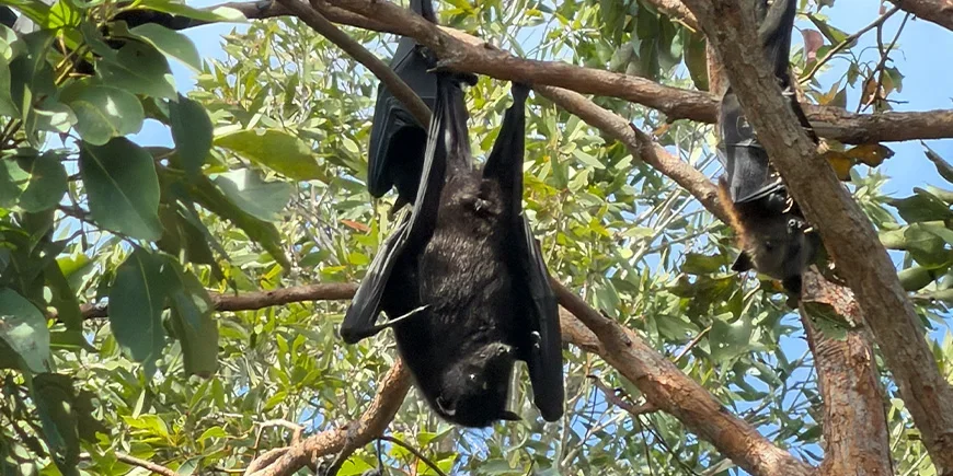Giant bats (flying foxes) in the trees on North Stradbroke Island near Brisbane