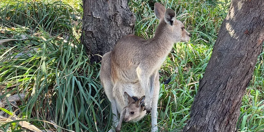 Kangaroo with baby in pouch