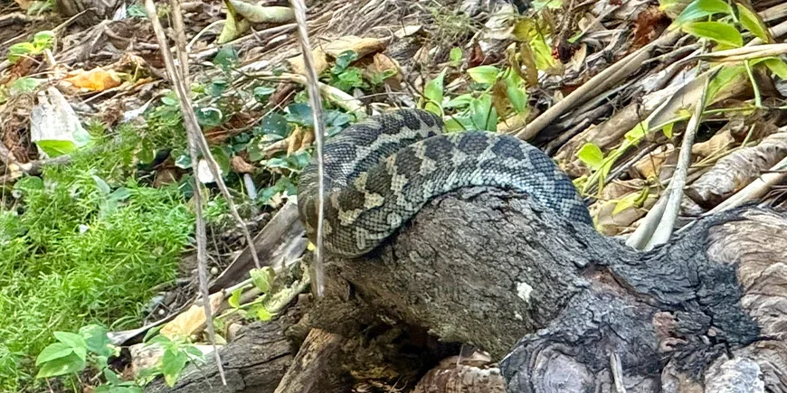 Carpet python in the bush on North Stradbroke Island, Australia