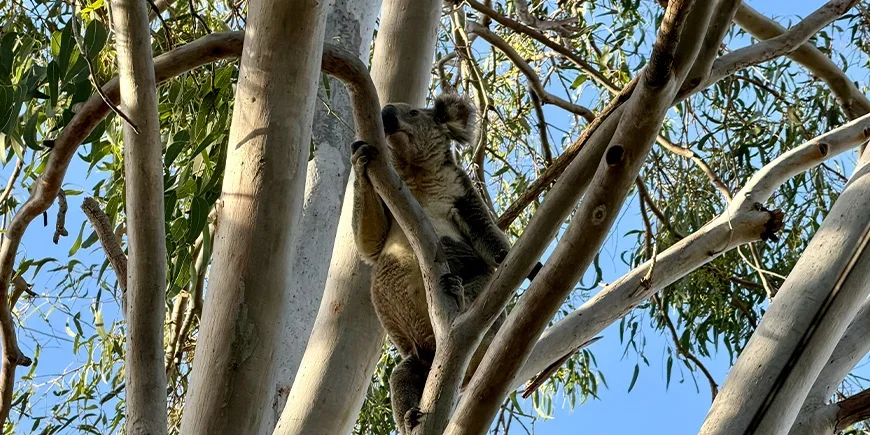 A koala in a tree on North Stradbroke Island near Brisbane, Australia