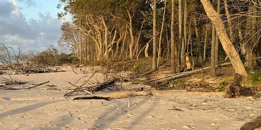 Kangaroo bathed in the glow of the sunset on North Stradbroke Island, Australia