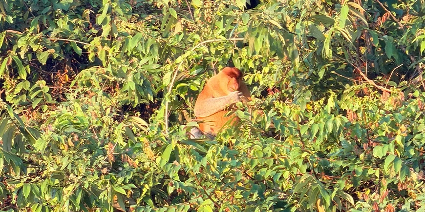 Proboscis monkeys in the forest along the Kinabatangan River