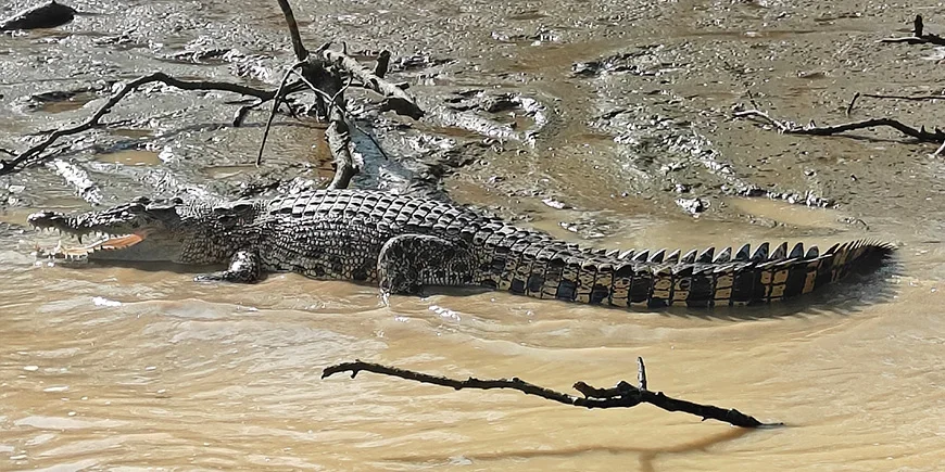Crocodile on the bank of the Kinabatangan River in Borneo