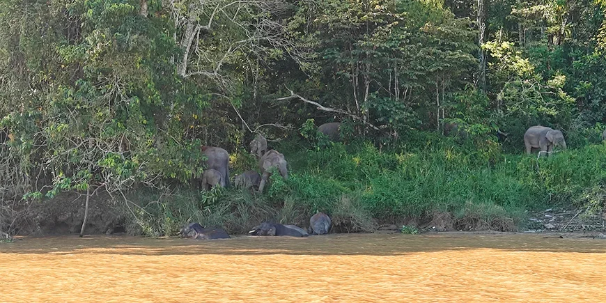 pygmy elephants by the Kinabatangan River in Borneo