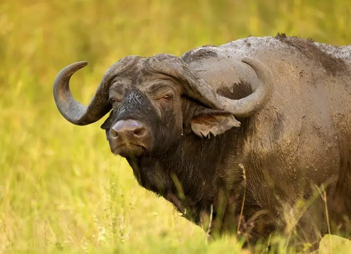 Buffalo in Kruger National Park