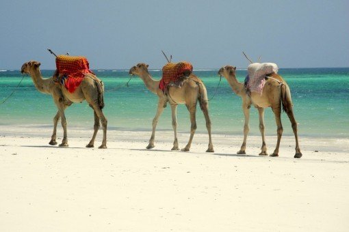 Dromedaries on the beach in Mombasa