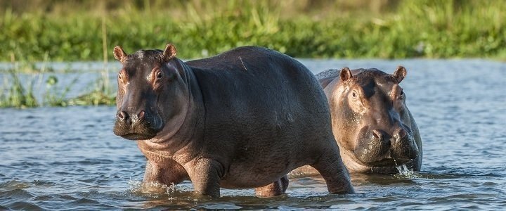 The best safari destinations
