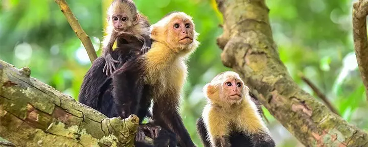Two capuchin monkeys with babies on a branch in a tree