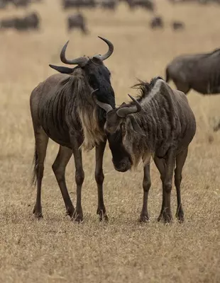 Wildebeest in the Serengeti, Tanzania