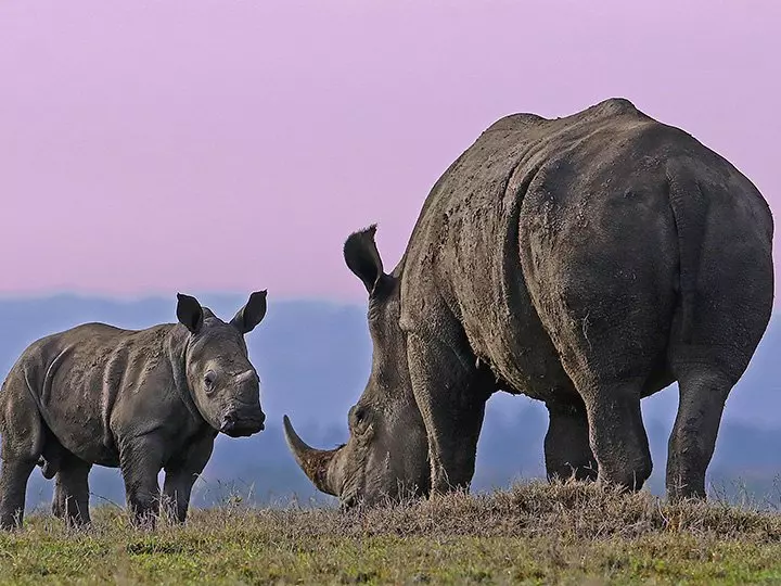Rhino with baby