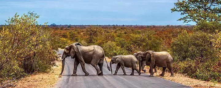 Elephant family crossing the road in Kruger National Park