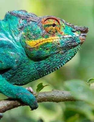 chameleon near Andisabe-Mantadia National Park in Madagascar