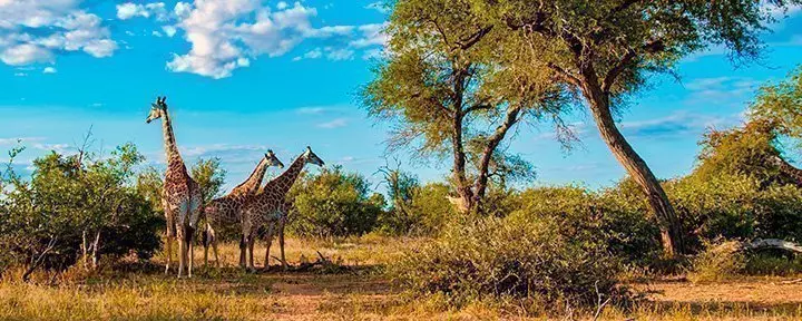 Giraffes in Kruger National Park