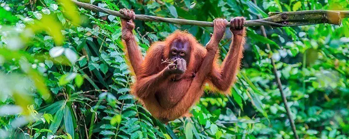 Orangutan in the trees on the island of Sumatra