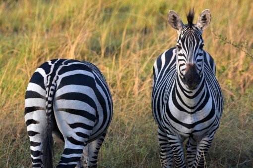 Two zebra friends in Lake Mburo National Park