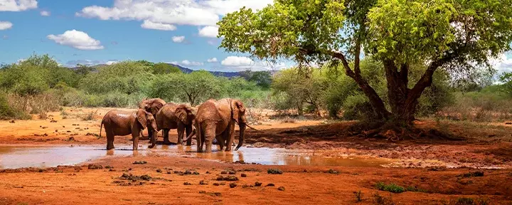 Elephants at a waterhole in Tsavo National Park, Kenya