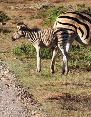 Zebras at sunset at Kariega Game Reserve in South Africa.