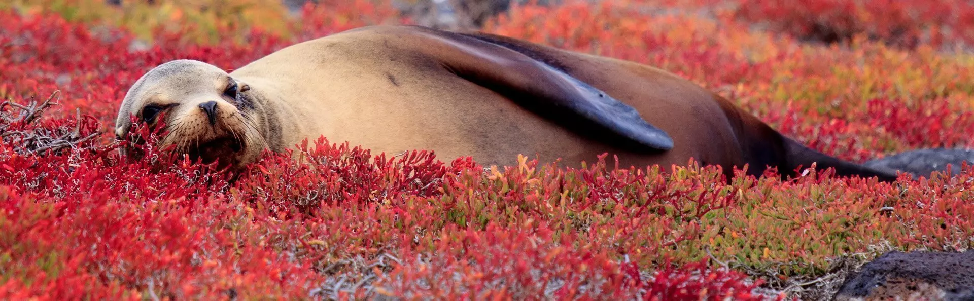 Galapagos sea lion resting on a bed of red Sesuvium, South Plaza Island, Galapagos