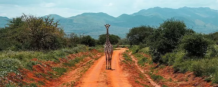 A lone giraffe stands on a dirt road in Tsavo, Kenya