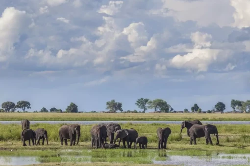 Elephants in Chobe National Park