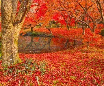 Koyo in Japan – autumn’s colourful phenomenon