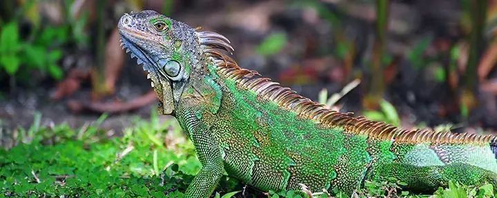A large green iguana in Costa Rica