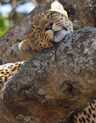Leopard sleeping in a tree in the Serengeti