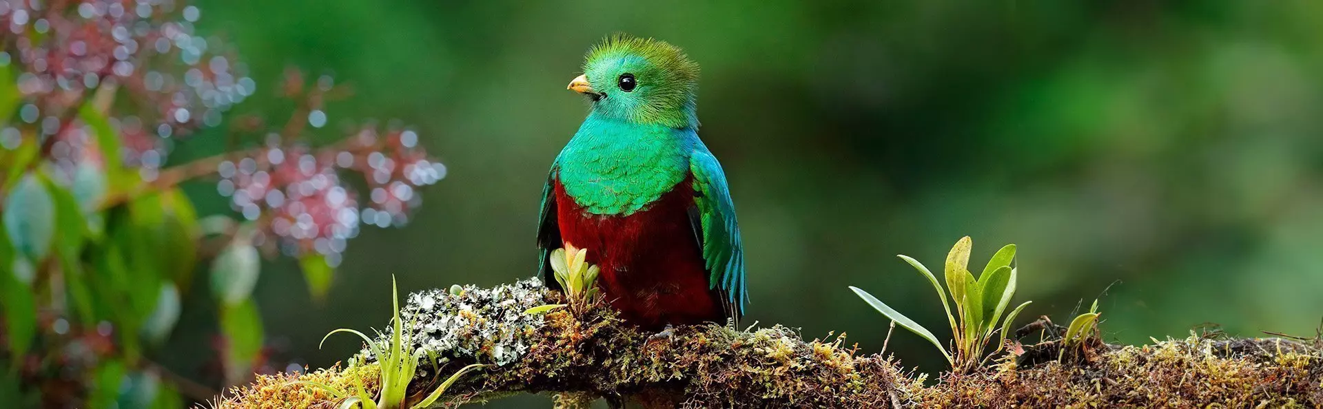 Hummingbird in Costa Rica