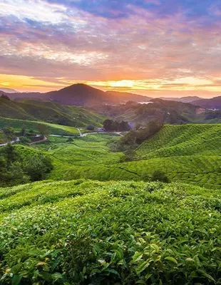 Sunset over plantation in Cameron Highlands, Malaysia