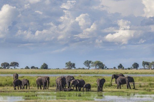 Elephants in Chobe National Park