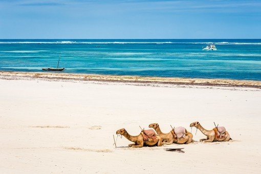 Dromedaries on the beach in Mombasa