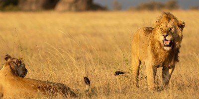 Lion and lioness on the Serengeti