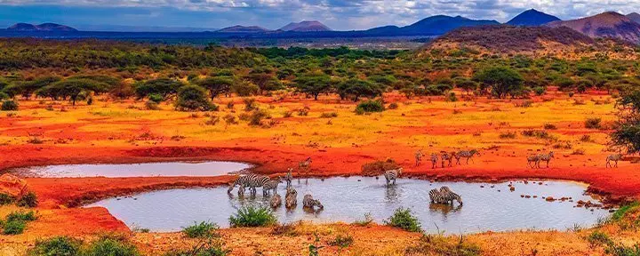 Zebras by lake in Tsavo National Park, Kenya