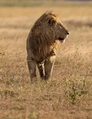 Profile of handsome lion on the Serengeti plain