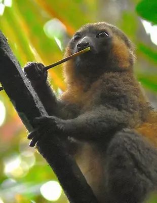 Bamboo lemur in Ranomafana National Park in Madagascar