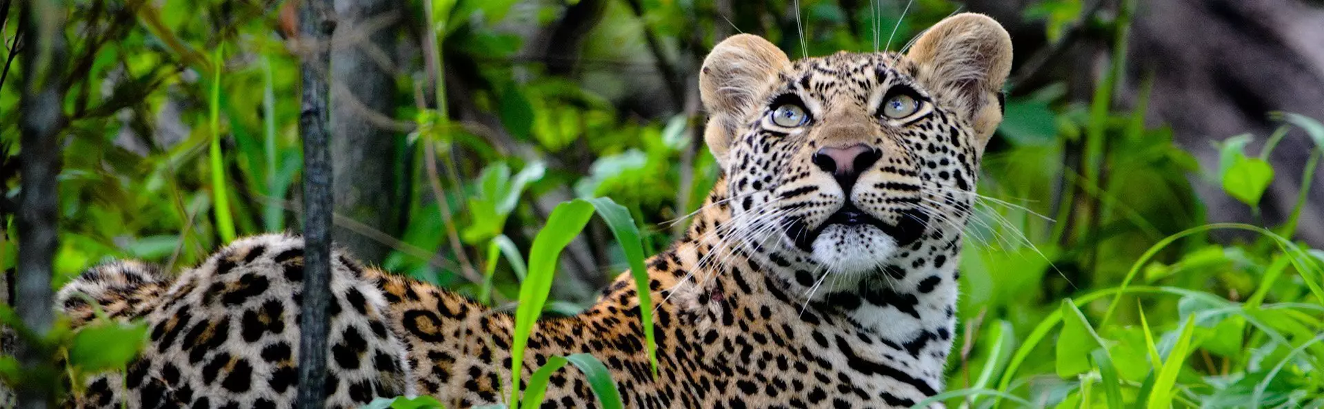 Leopard looking at birds in Kruger National Park/Two rhinos on a road in Kruger National Park
