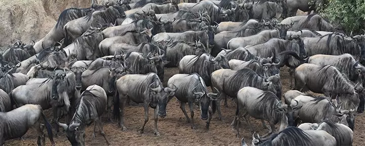 Large number of wildebeest by the Mara River